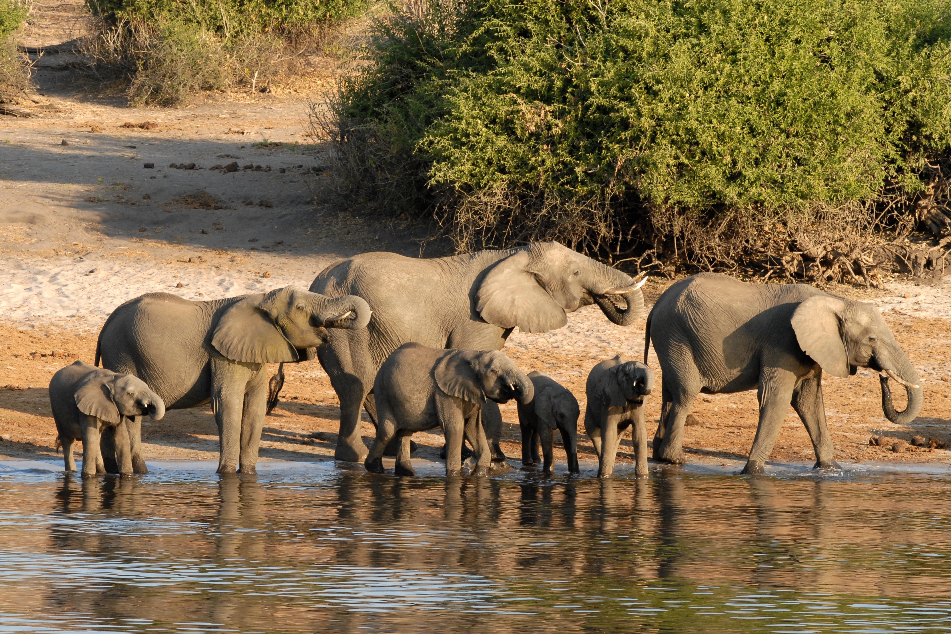 Elephants at the water in Botswana, representing an Okavango Delta safari journey