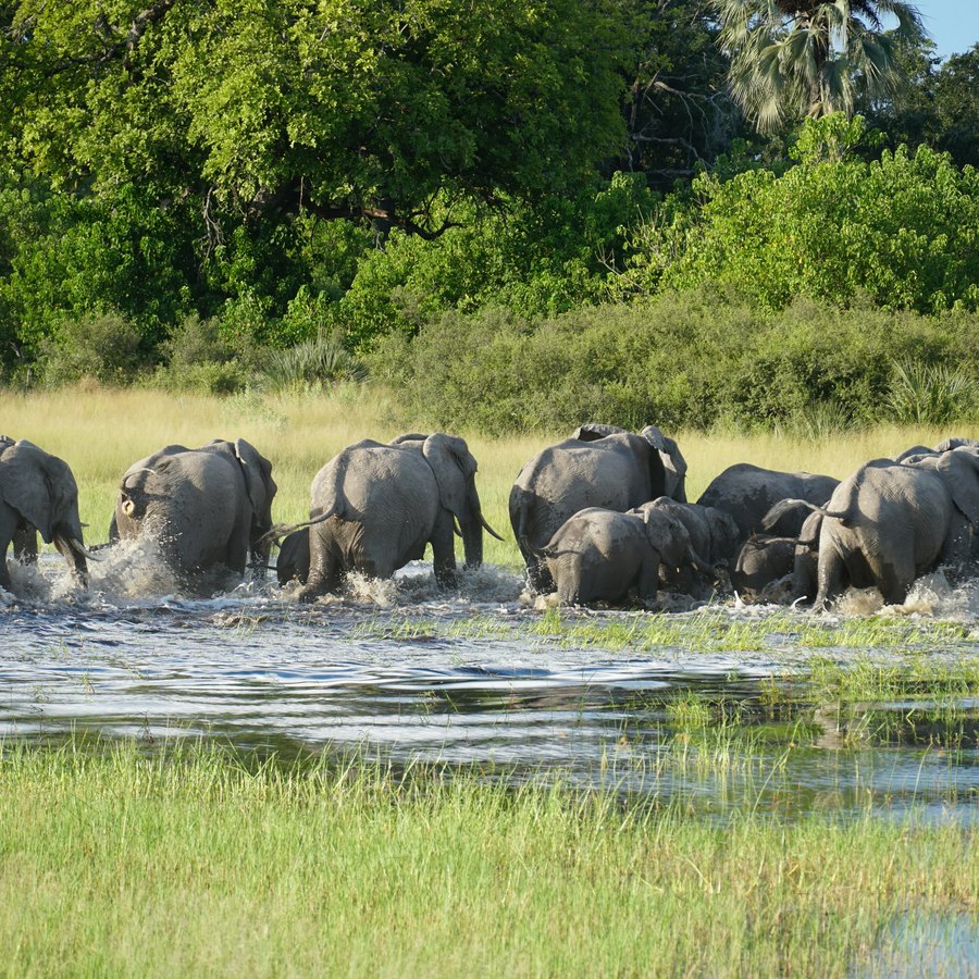 Okavango Delta safari landscape in Botswana