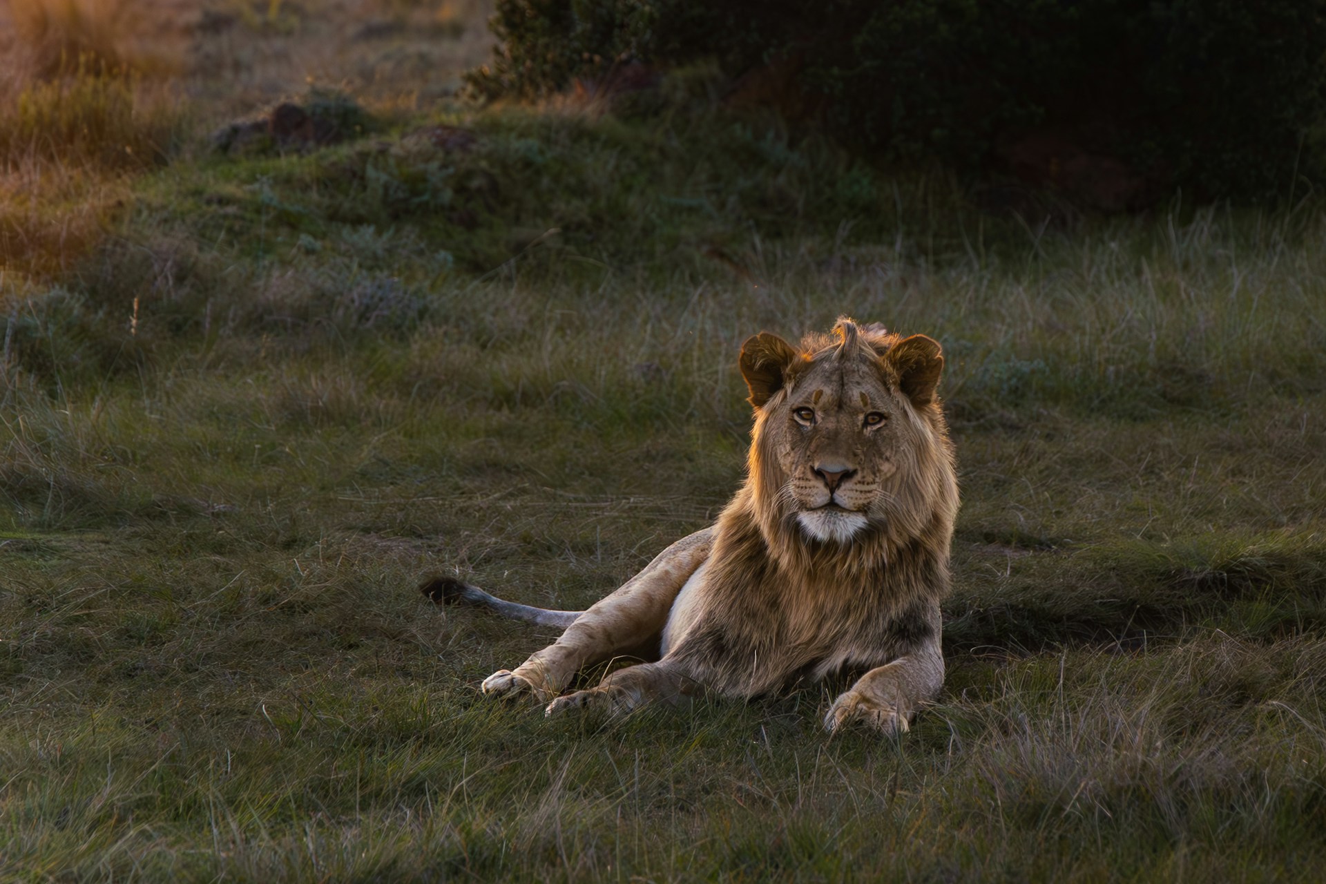 Lion resting in a secluded Botswana wilderness area
