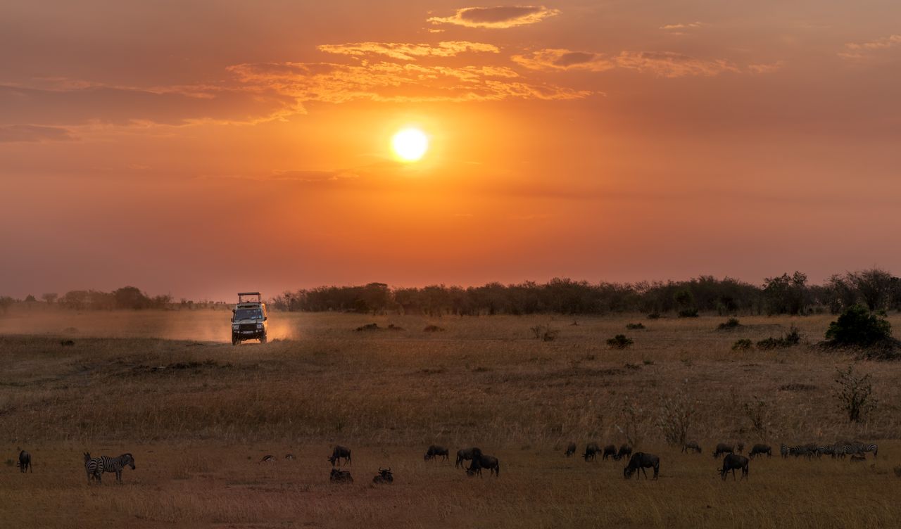 Giraffes standing in an African safari landscape at sunset