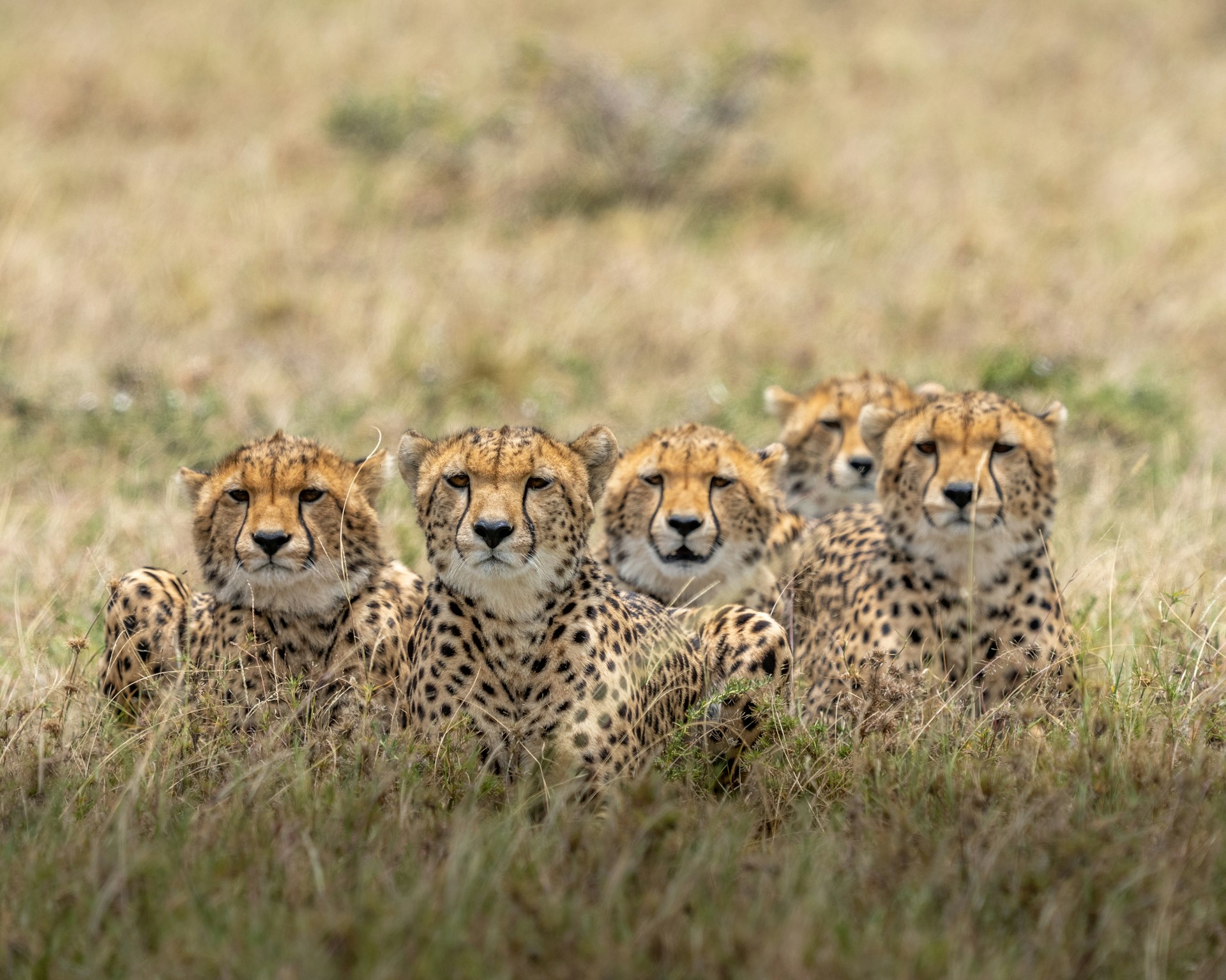 Cheetahs resting in the grass during a Maasai Mara safari in Kenya