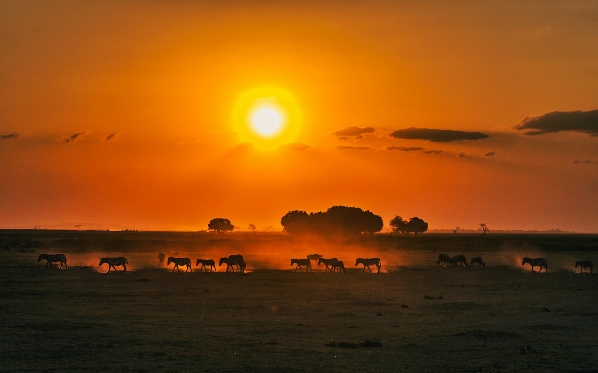Zebras crossing the Kenyan savannah at sunset