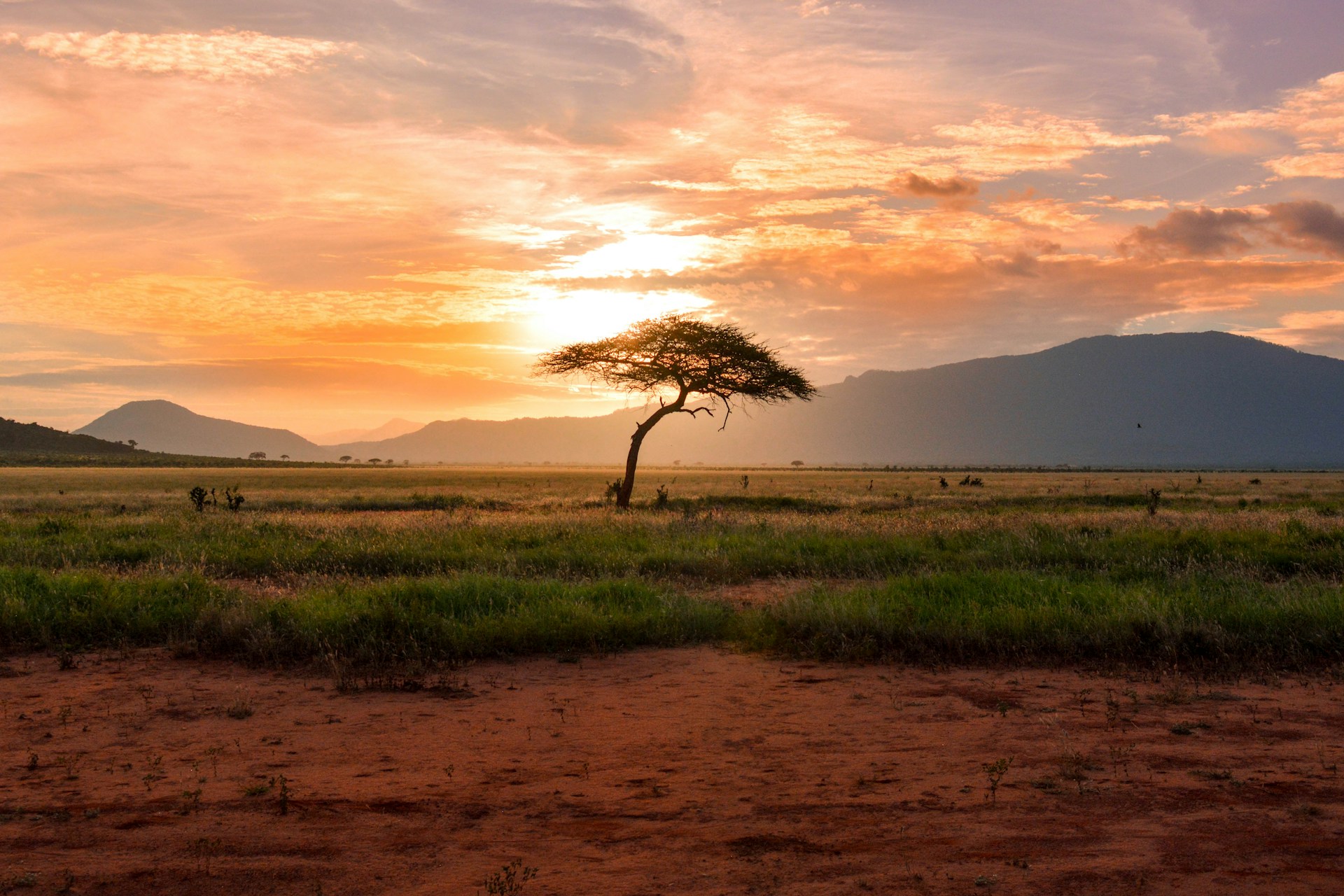 Acacia tree in a wide Kenyan savannah landscape at sunset