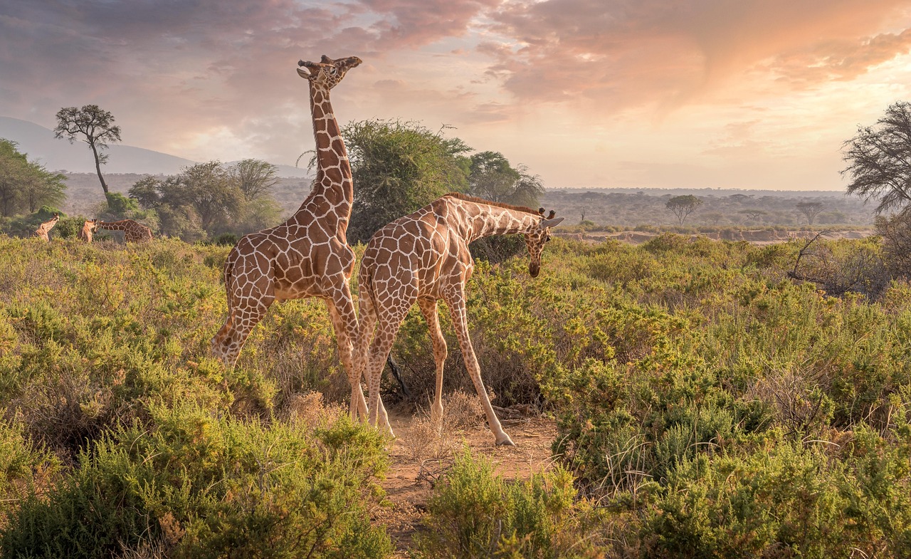 Safari vehicle crossing the Kenyan savannah at sunset
