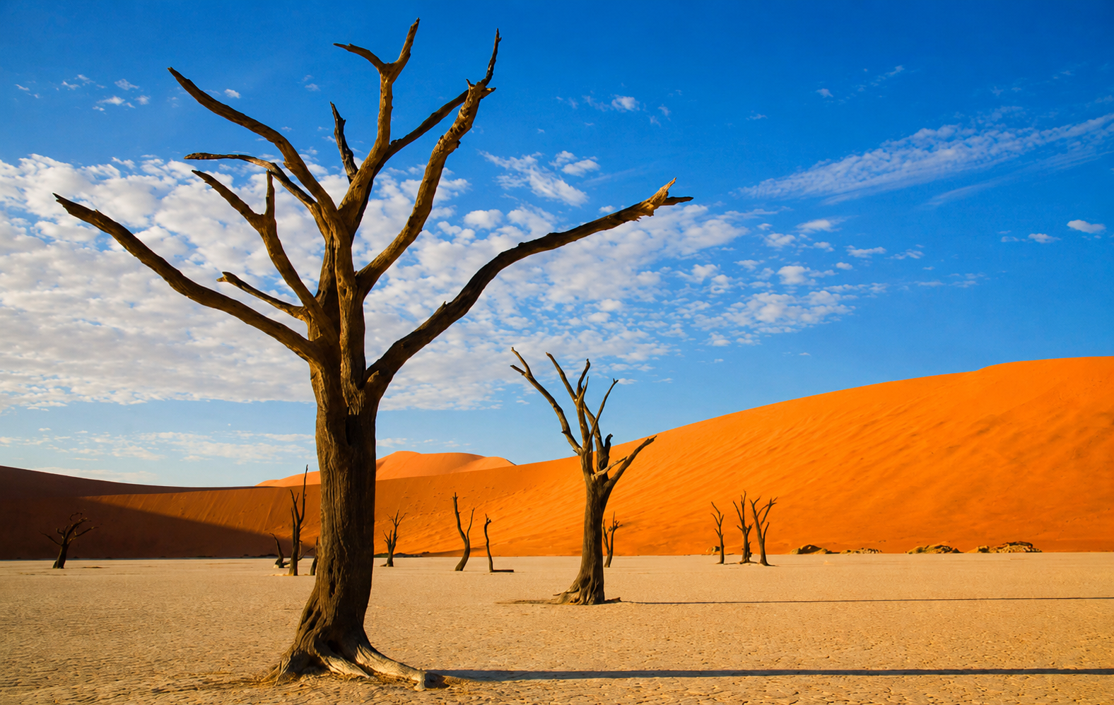 Namibia desert dunes and dead trees at Sossusvlei