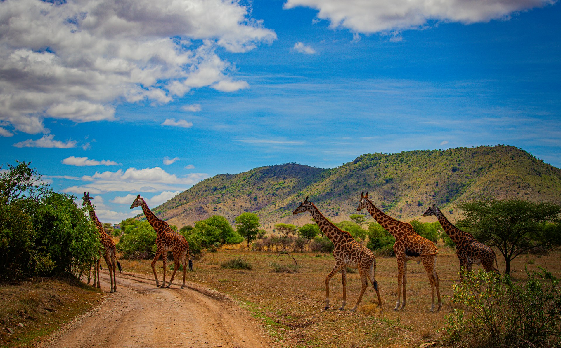 Giraffes crossing the plains during a privately guided Tanzania safari