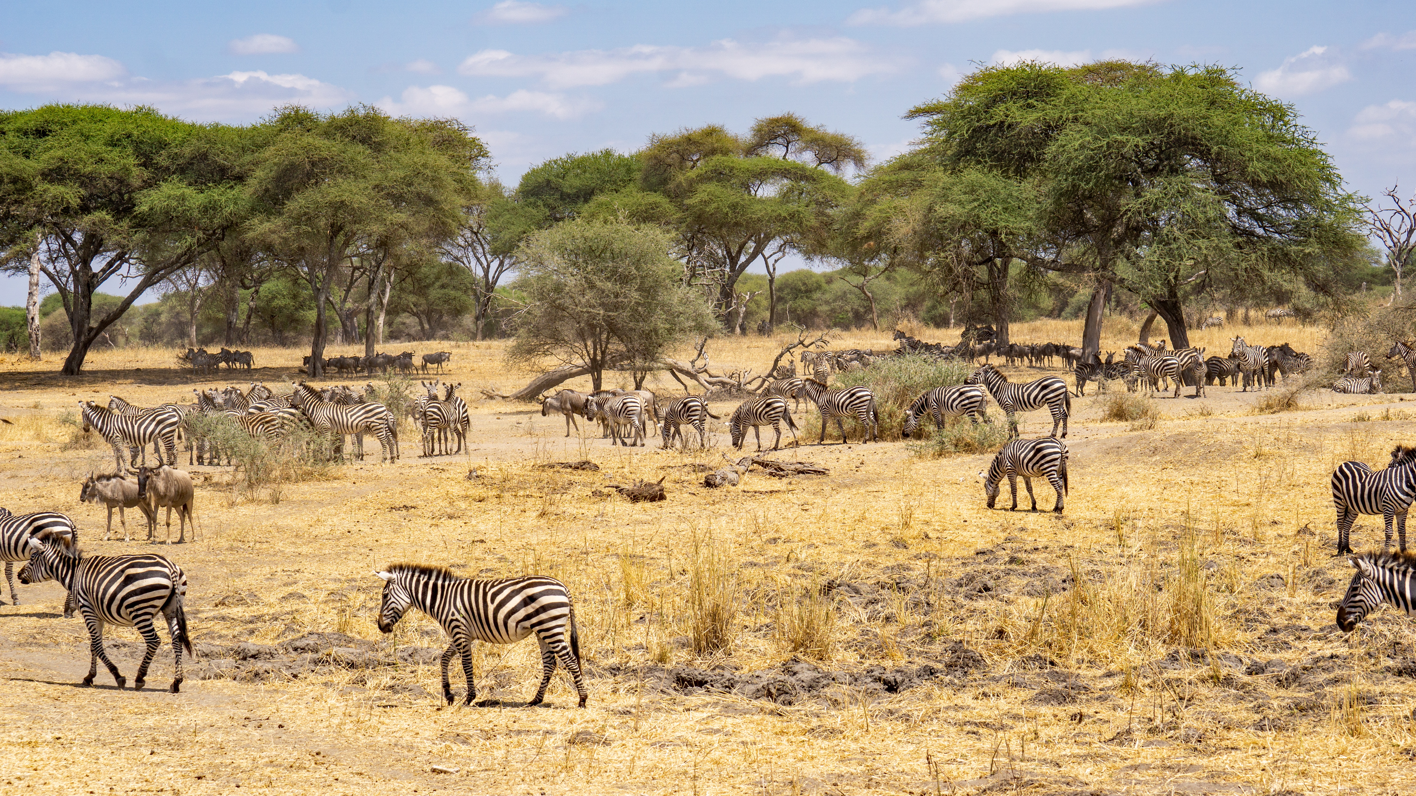 Zebras in a Tanzanian savannah landscape